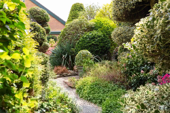 Foto 13 van Gentiaan 1