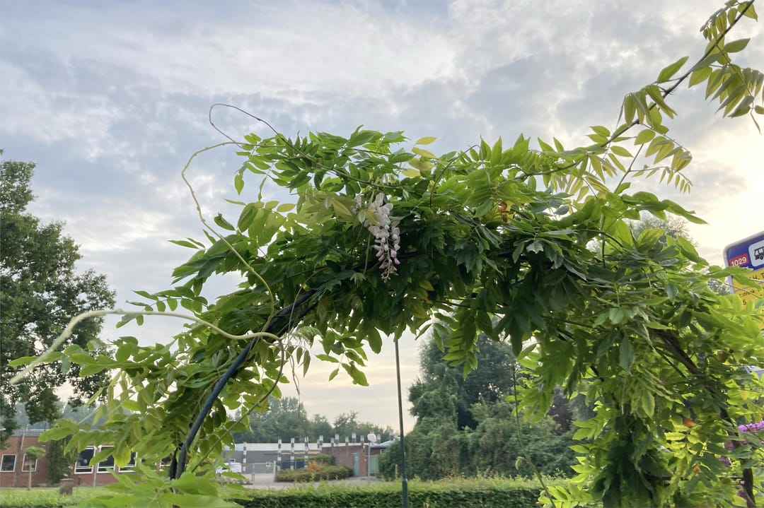 Photo 31 of Mernaweg 30