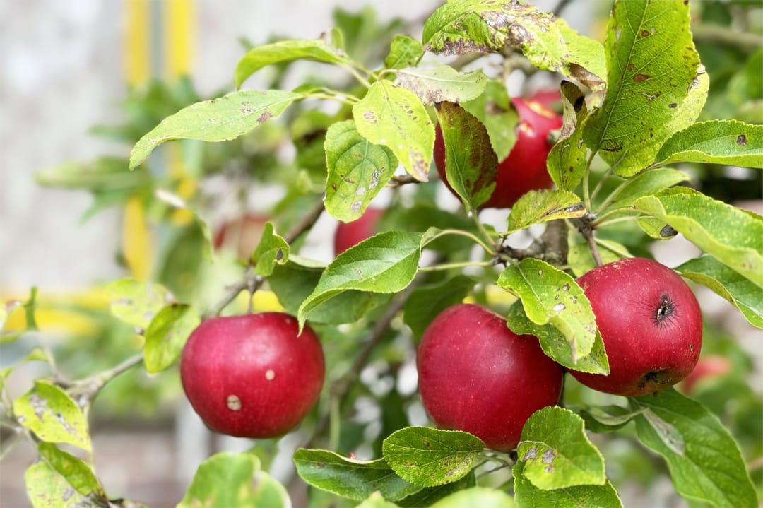 Photo 32 of Mernaweg 30