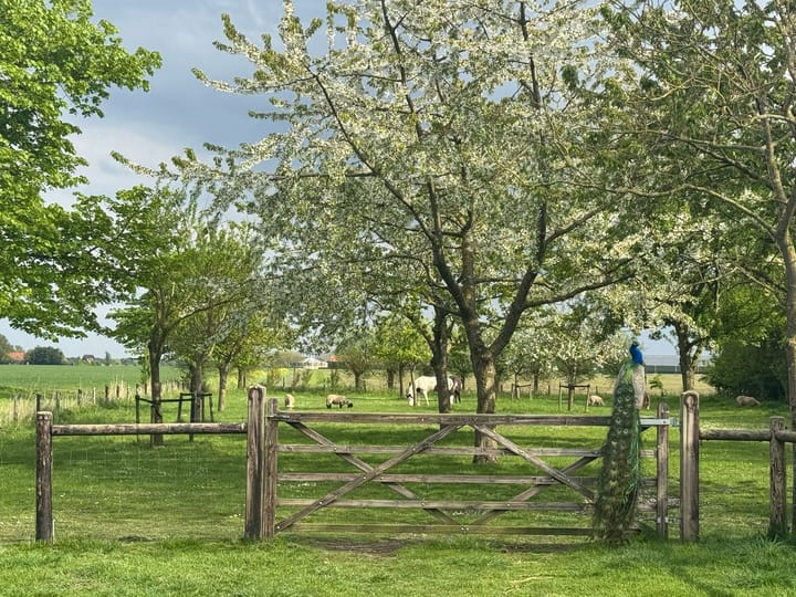 Foto 56 van Noordweg 60