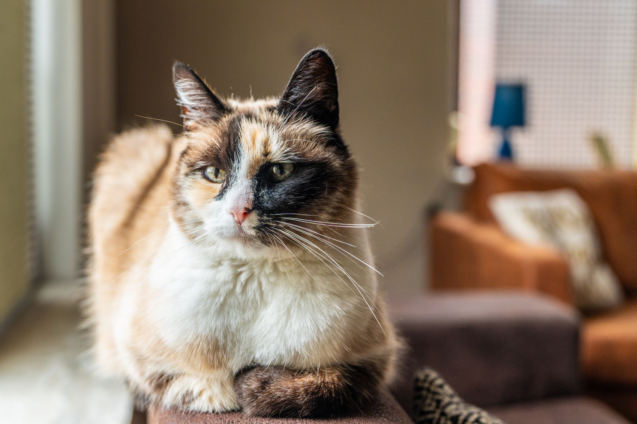 Foto 15 van Heresstraat 7