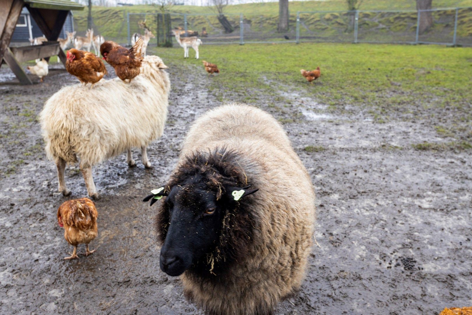 Foto 24 van Ravelijnstraat 12