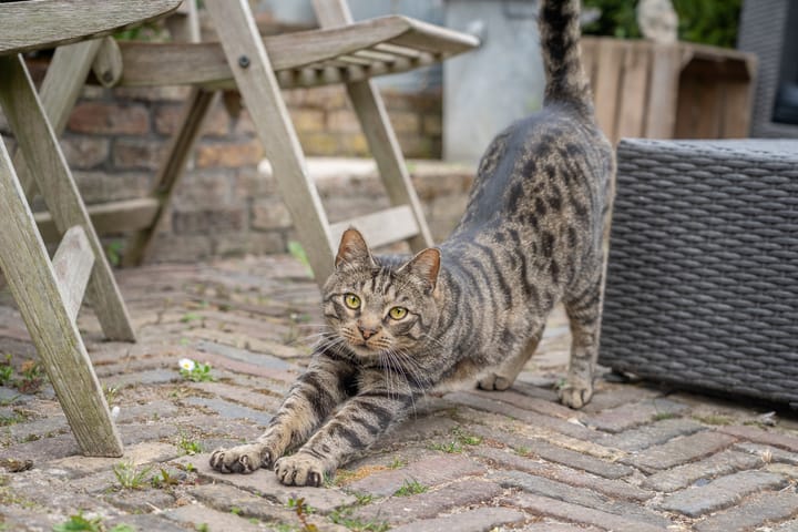 Foto 25 van Dorpsstraat 45