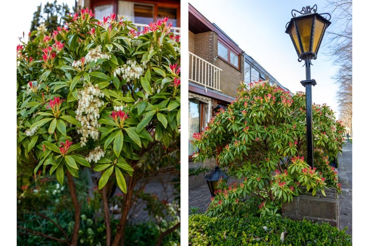 Foto 55 van Lindenlaan 62