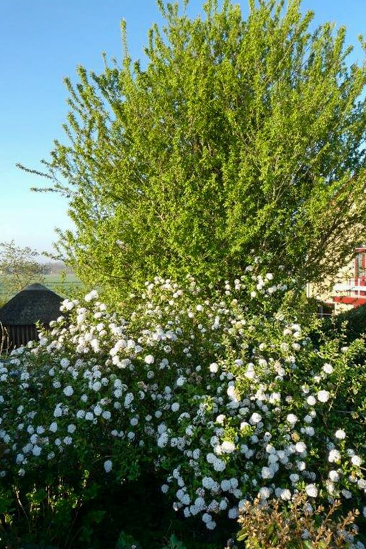 Foto 50 van Nachtegaalspad 7