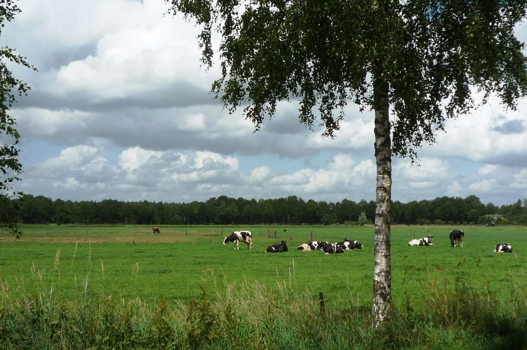 Foto 23 van Eerste Kruishaarseweg 9-04