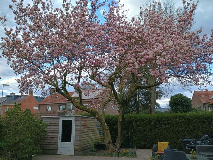 Foto 7 van Julianastraat 22