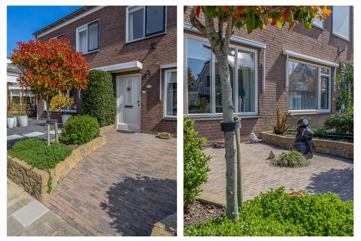 Foto 6 van Bromelia 25