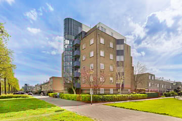 Dotterbloem thumbnail