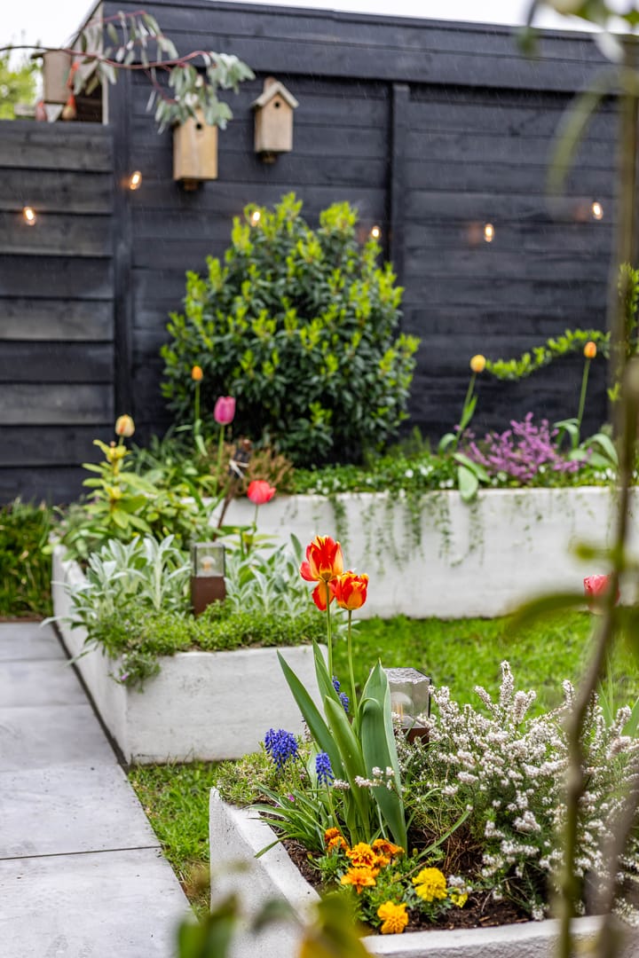 Photo 56 of Jarigsmastins 8