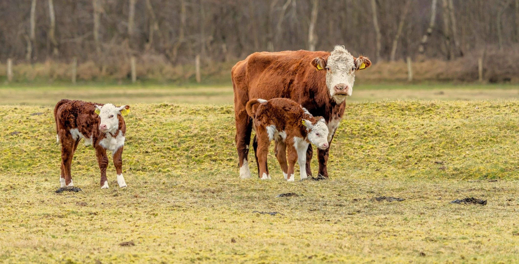 Foto 57 van Hogezoom 67-A