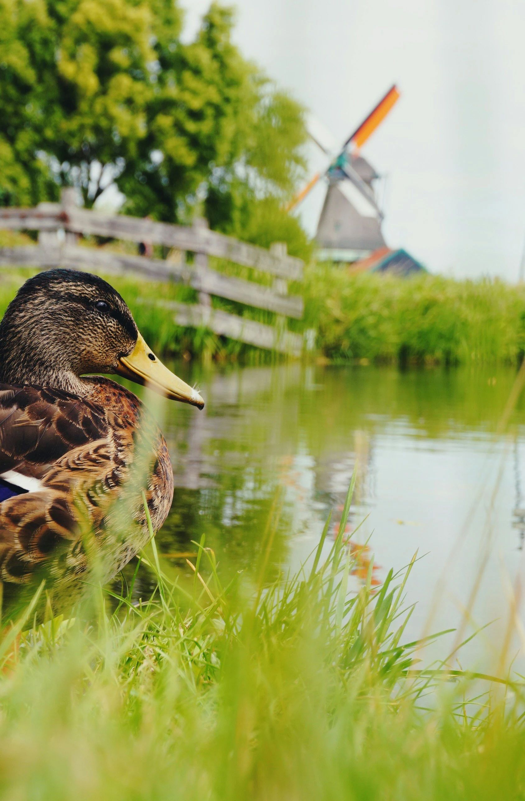 Photo 9 of Huren aan de Houthavenkade