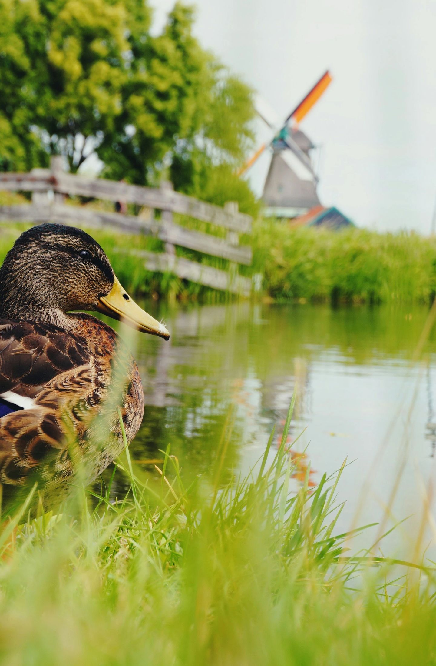 Photo 9 of Huren aan de Houthavenkade