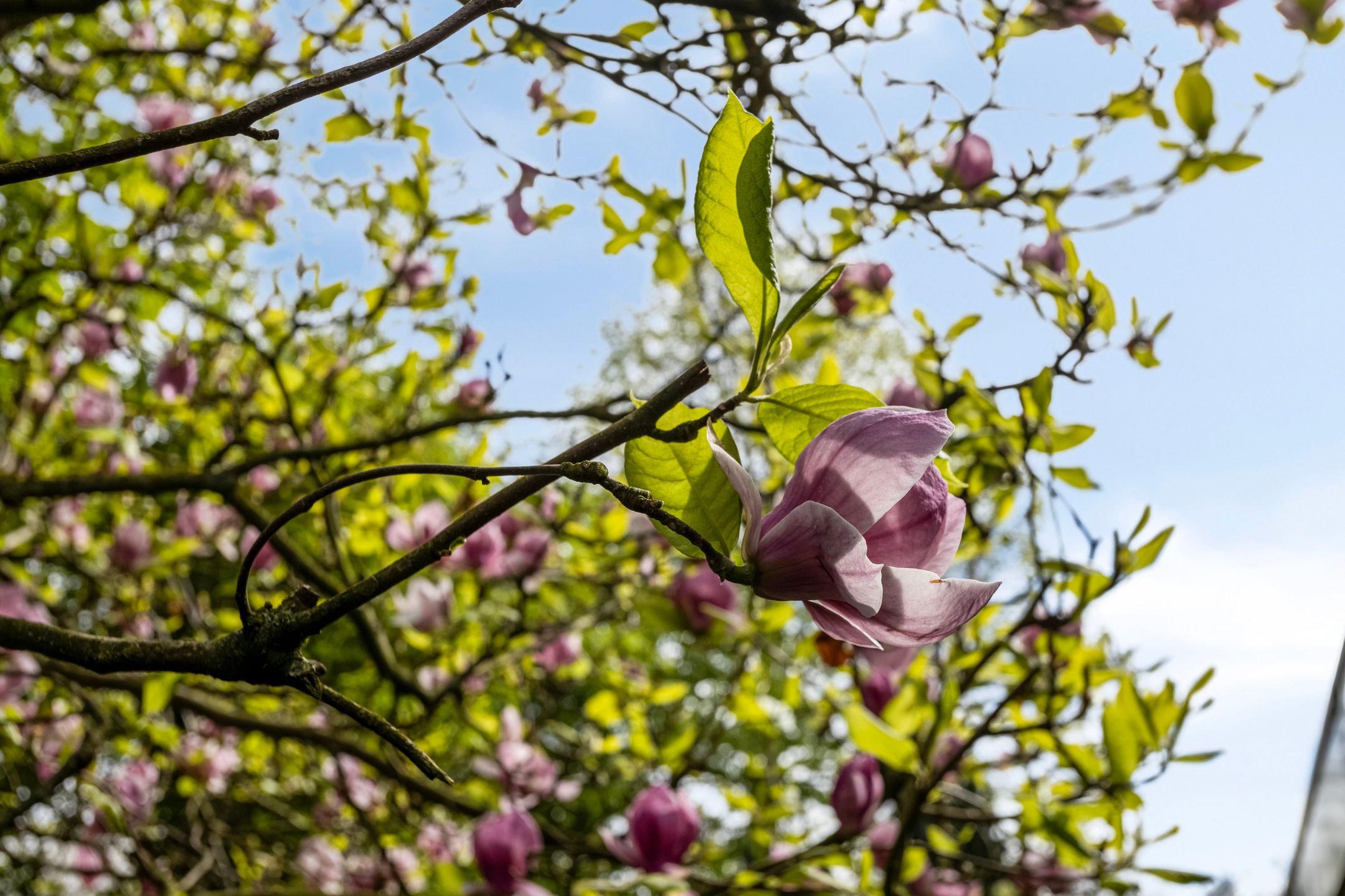 Photo 39 of Plataan 21