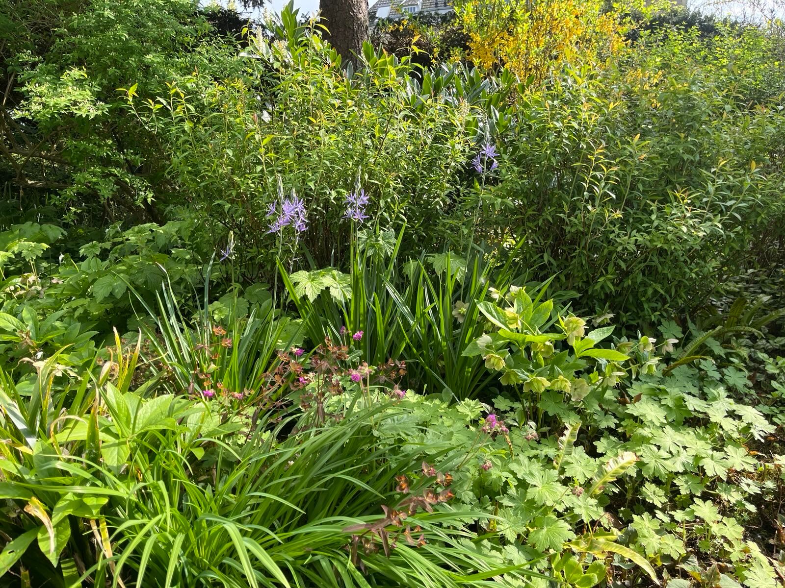 Foto 42 van Sprencklaan 1