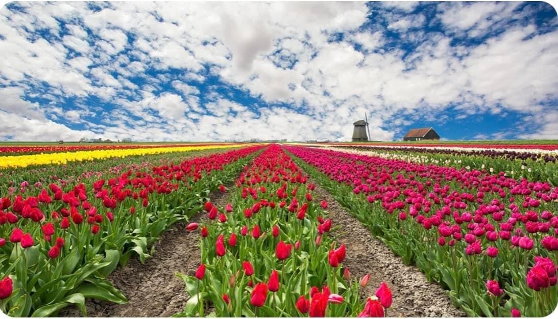 Foto 36 van Duinschooten 12-112