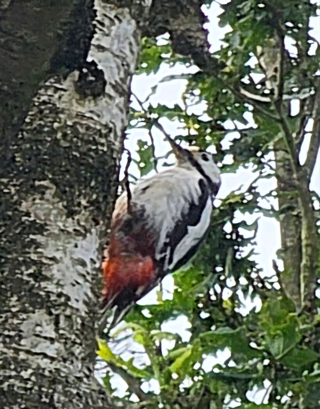 Foto 62 van Capelsedreef 26