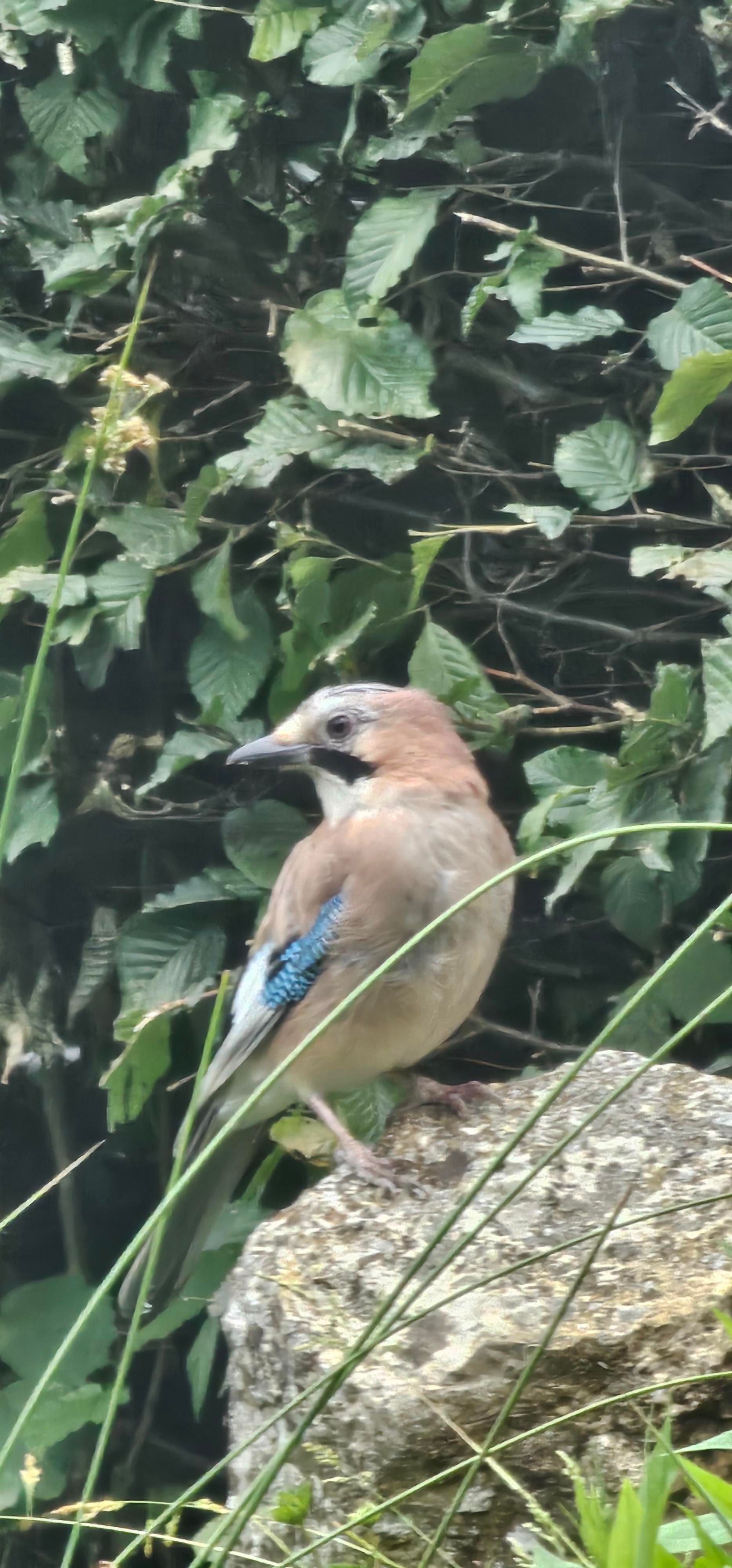 Foto 63 van Capelsedreef 26