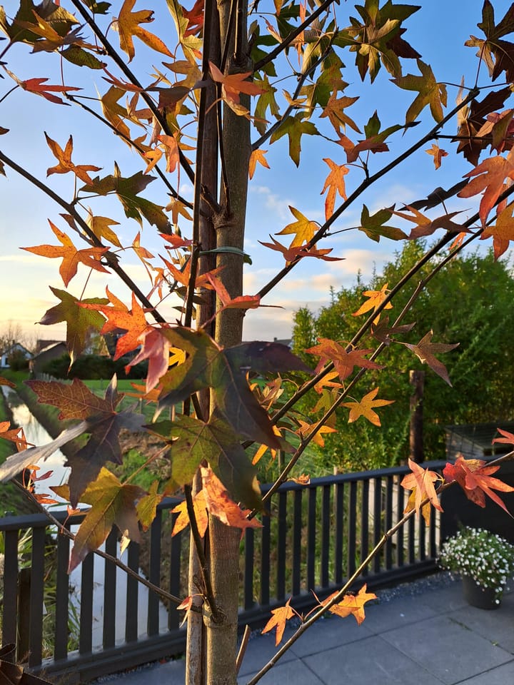 Foto 56 van Engelshof 60