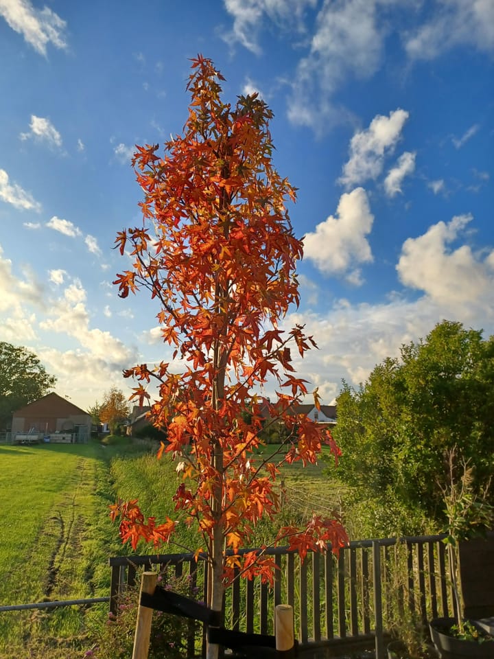 Foto 57 van Engelshof 60