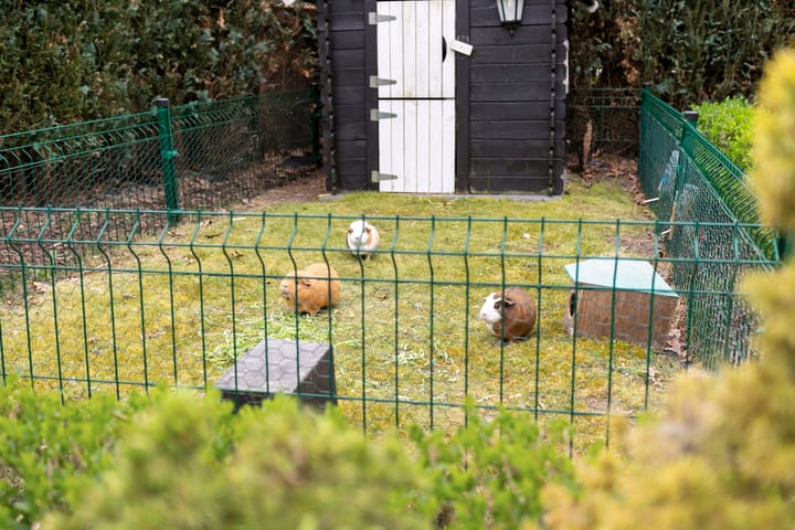 Foto 49 van Vossenberg 19