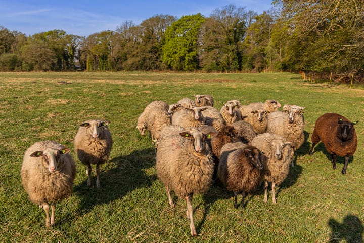 Foto 12 van Schoolkaterdijk 80
