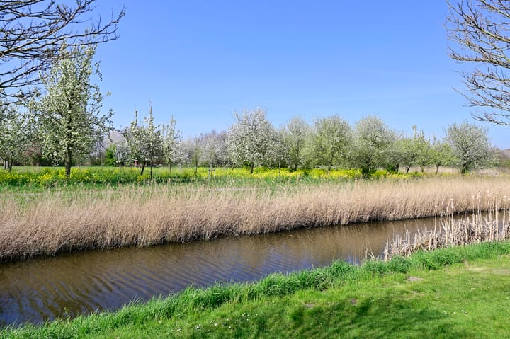 Foto 33 van Korenbloem 37