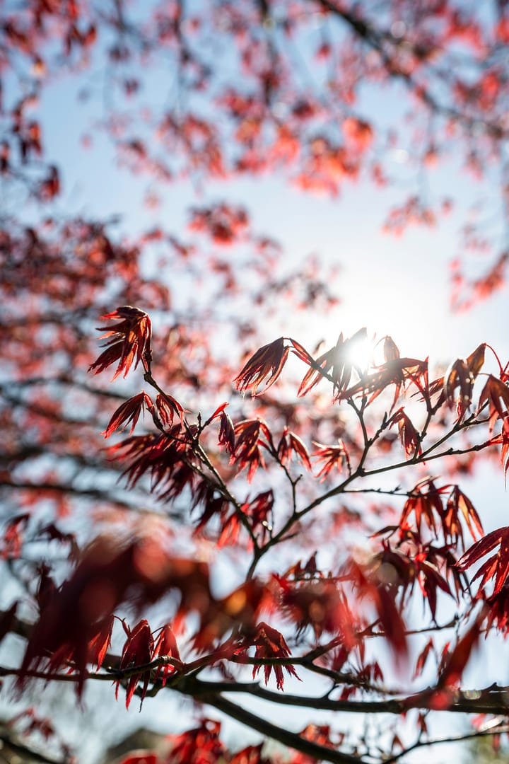 Photo 49 of Asserdreef 64