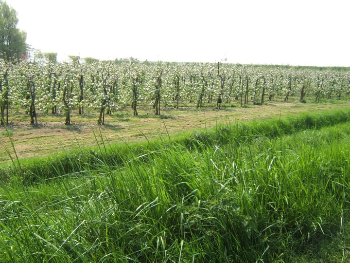 Foto 41 van Colijnsplaatseweg 25