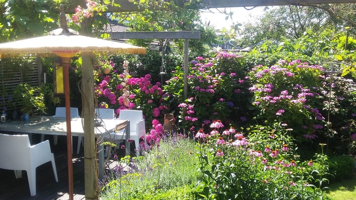 Foto 4 van Zwenkgras 28