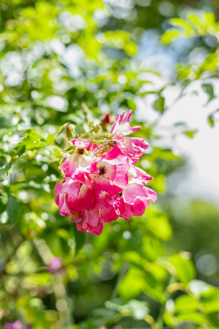 Foto 75 van Vogelenzangsestraat 7