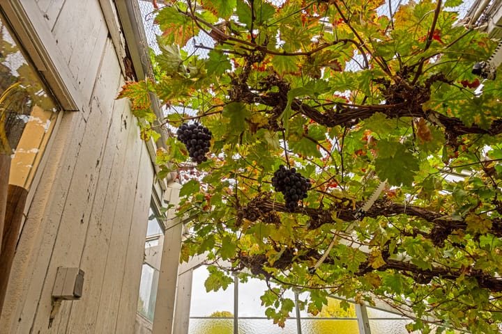 Foto 35 van Dorpsstraat 252