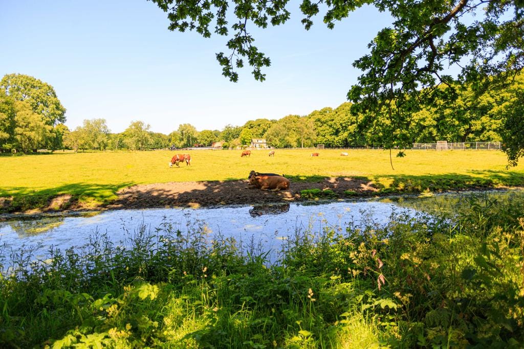 Foto 27 van Thérèse Schwartzestraat 98