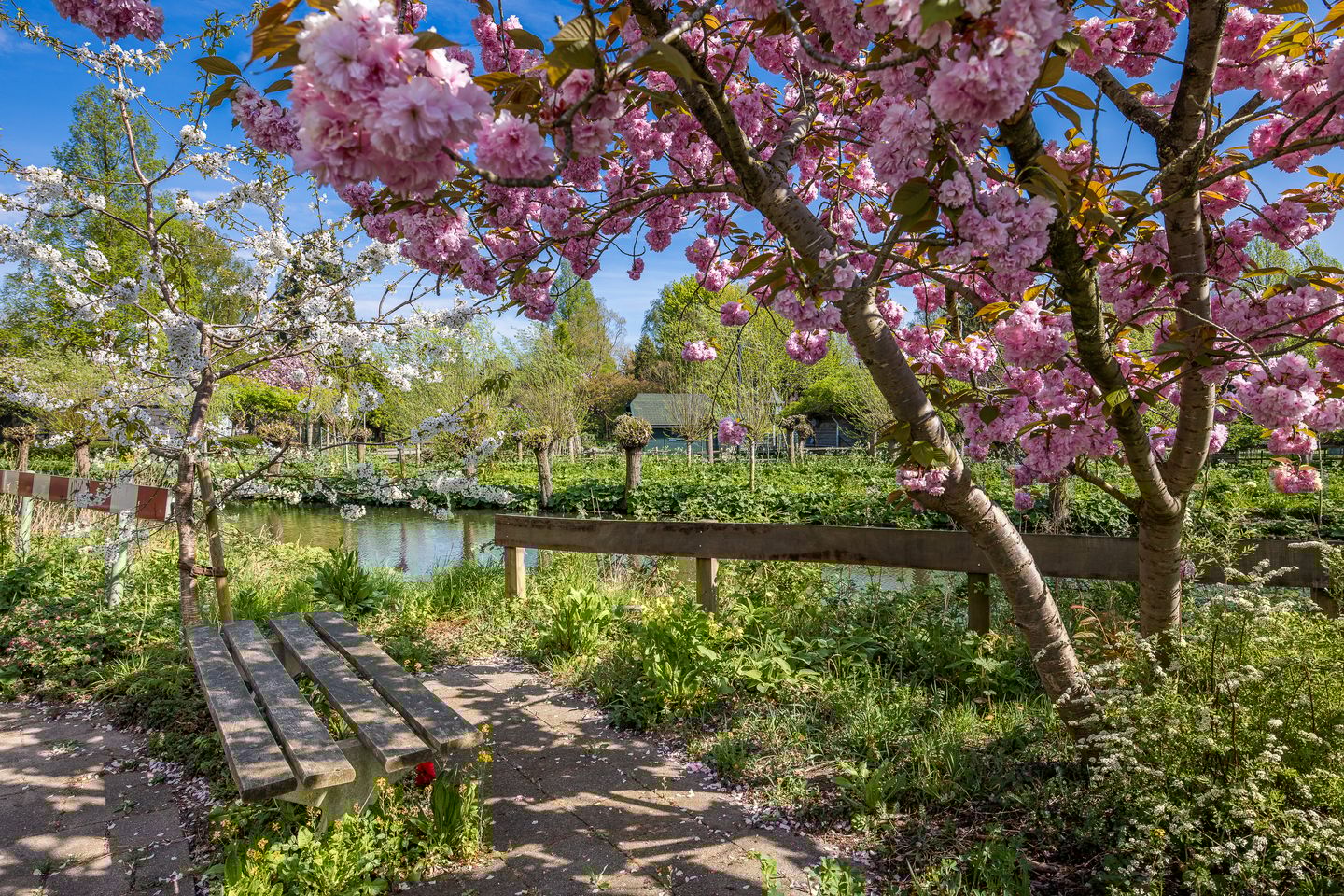 Foto 35 van Aartsbisschop Romerostraat 227