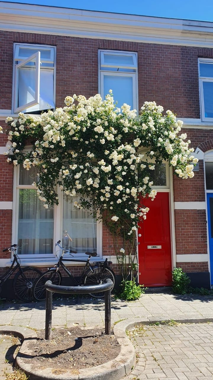 Foto 29 van Riouwstraat 70