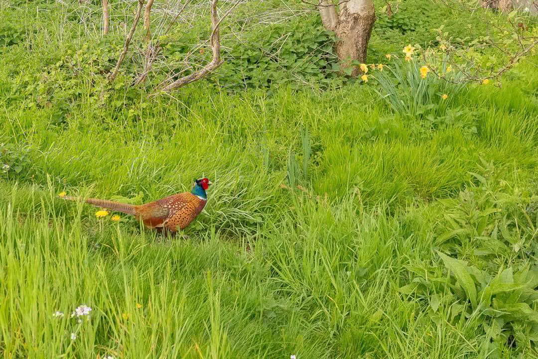 Foto 53 van Sweilandpolder 15-M