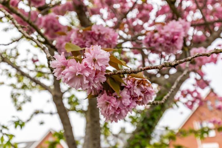 Foto 31 van De Waard 134