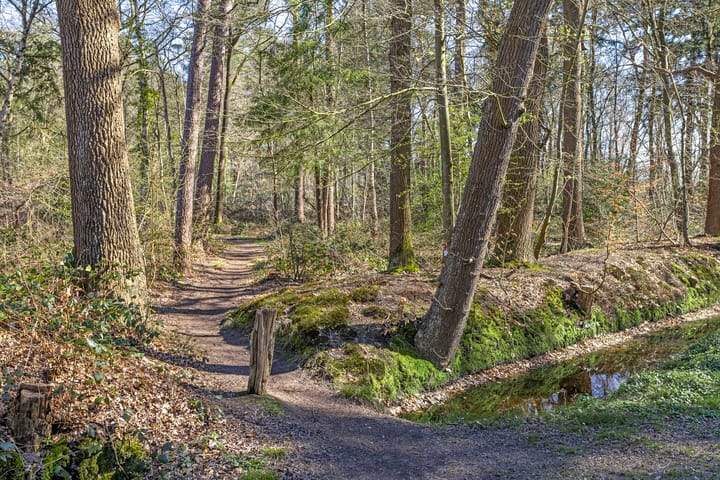 Foto 63 van Albert Schweitzerplantsoen 15