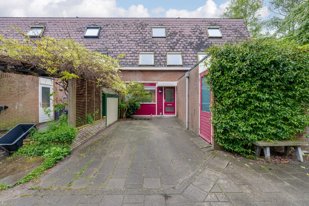 Foto 1 van Penningkruid 54