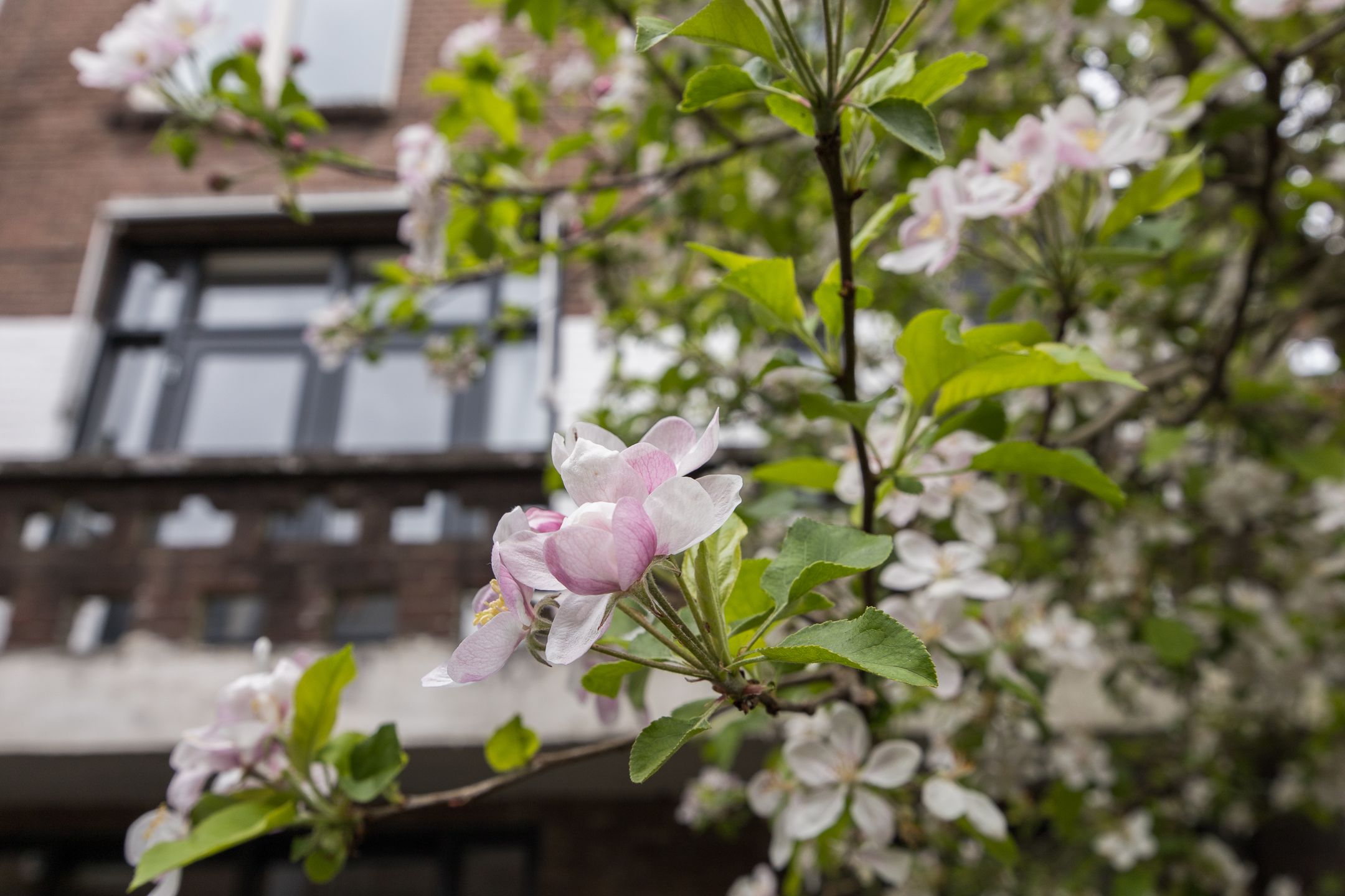 Foto 51 van Kapelstraat 15-A