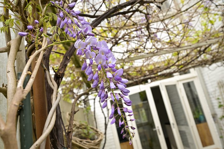 Foto 24 van Caan van Necklaan 222