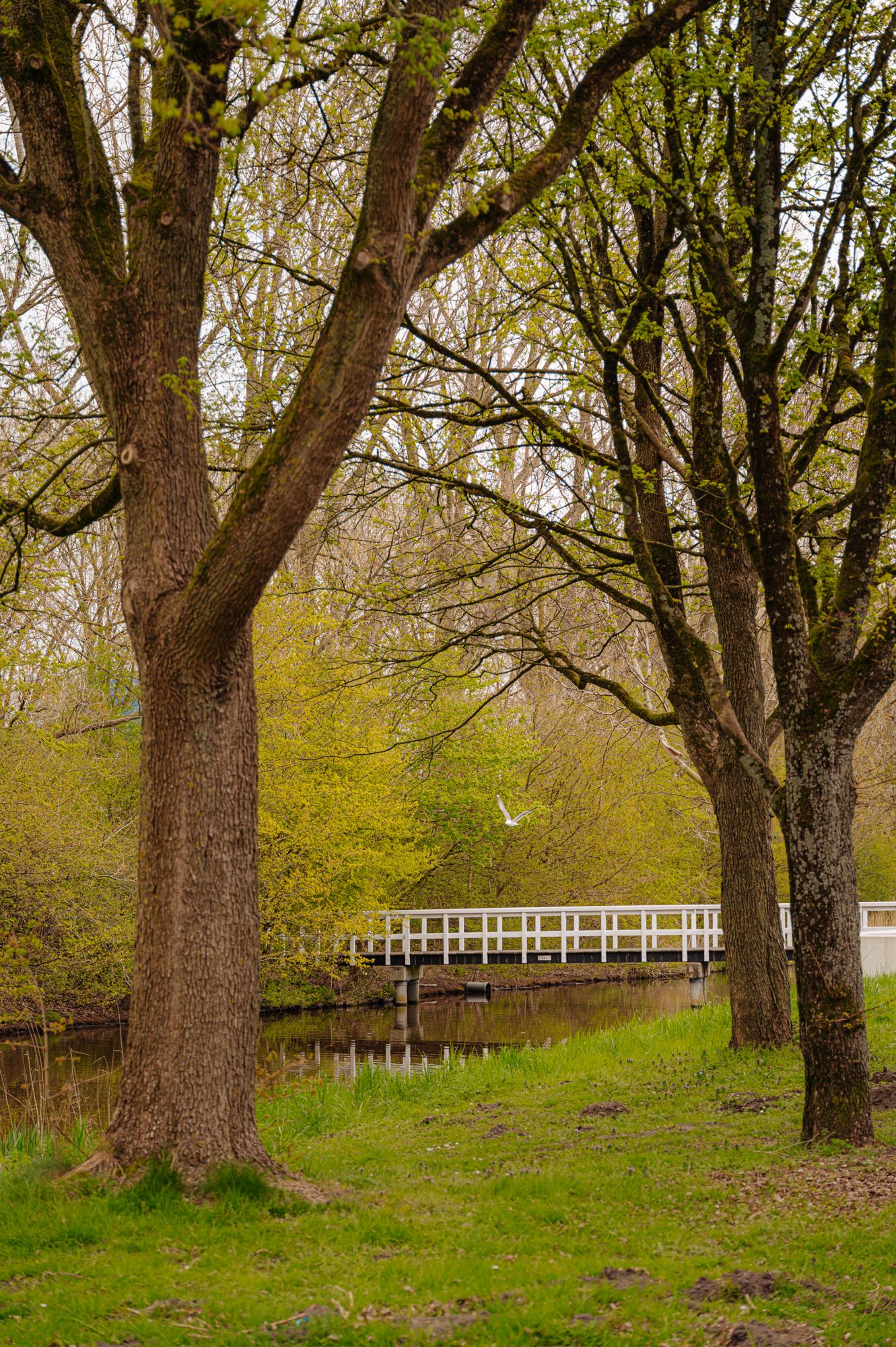 Foto 29 van Jisperveldstraat 243