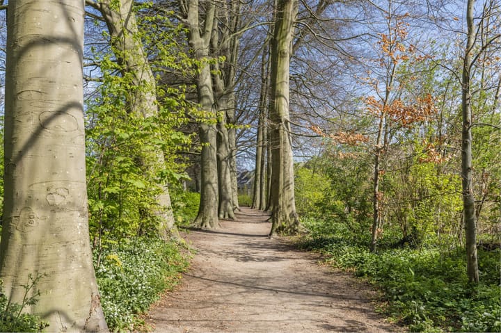 Foto 70 van IJsvogel 52