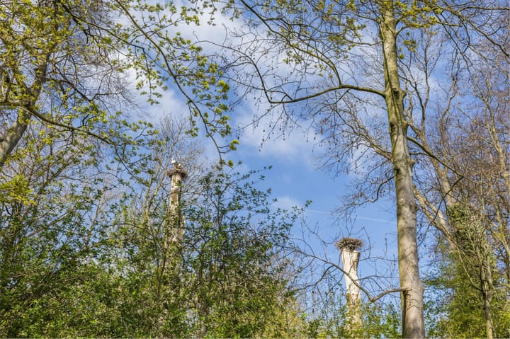 Foto 72 van IJsvogel 52