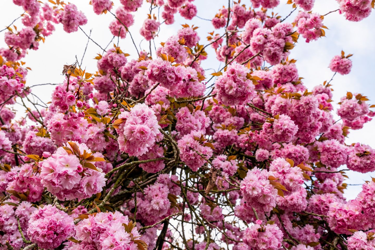 Foto 35 van H. Copijnlaan 14