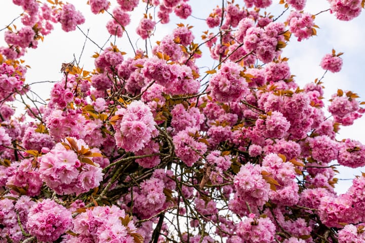 Foto 35 van H. Copijnlaan 14