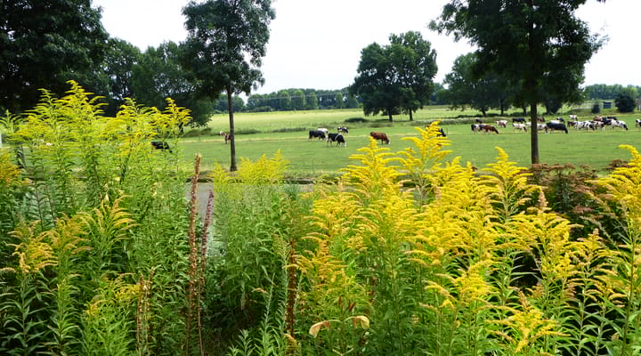 Foto 3 van Maaszicht 2