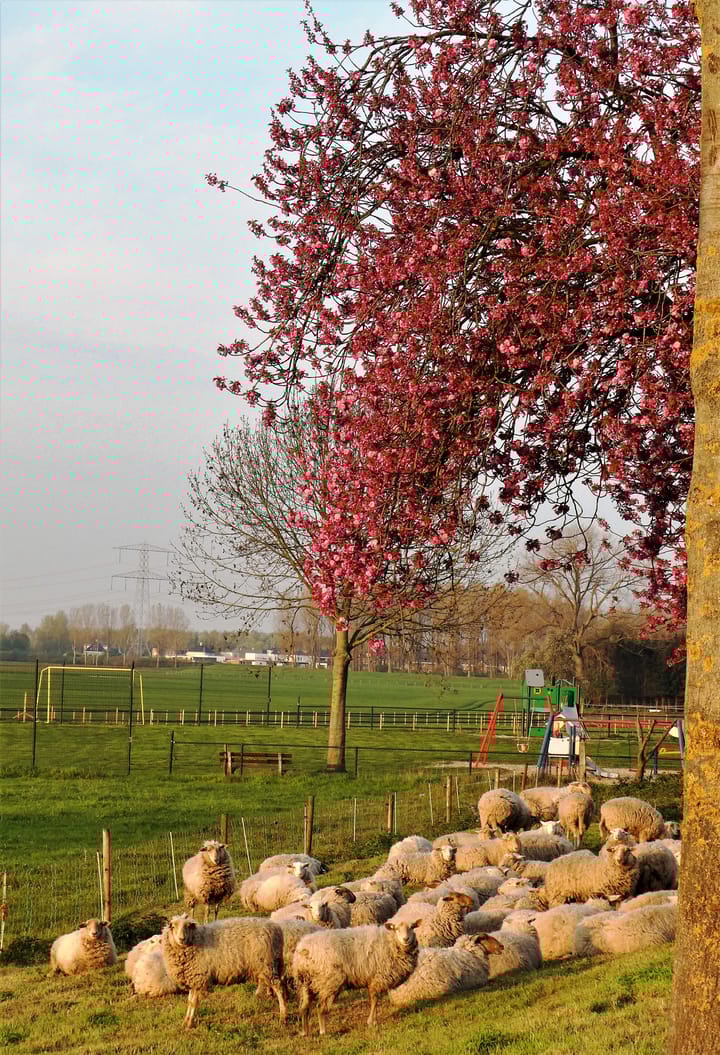 Photo 28 of Maaszicht 2