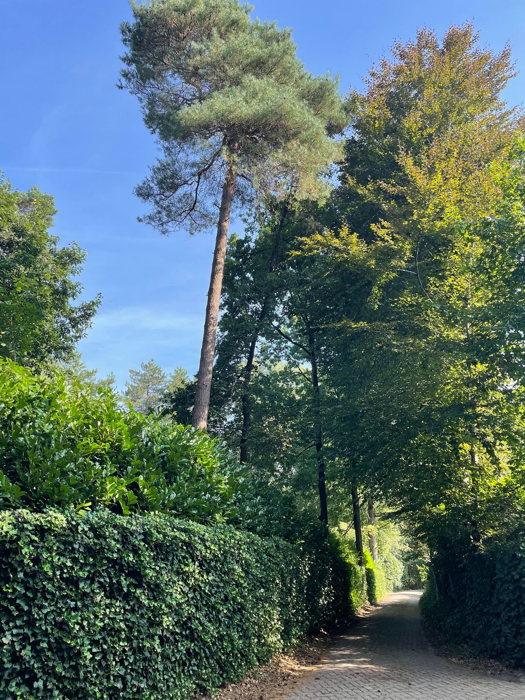 Foto 46 van Oekelsbos 57