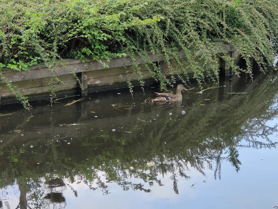 Foto 7 van Herenweg 147